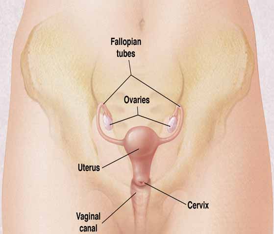 Cervix