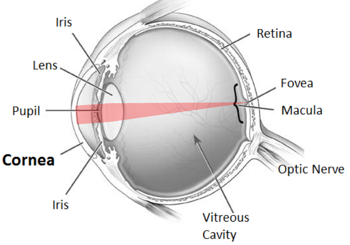 What Is the Cornea and What Is Its Function