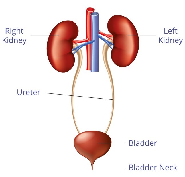 Ureter