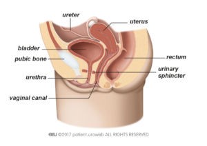 Female lower urinary tract